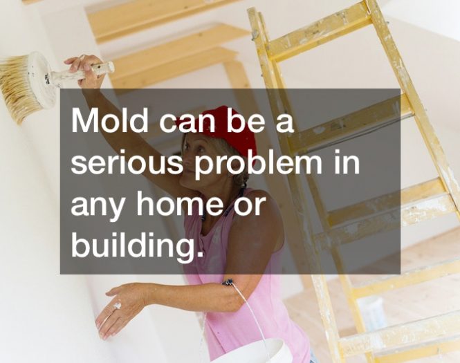 DIY Mold Removal Tips From an Experienced Homeowner