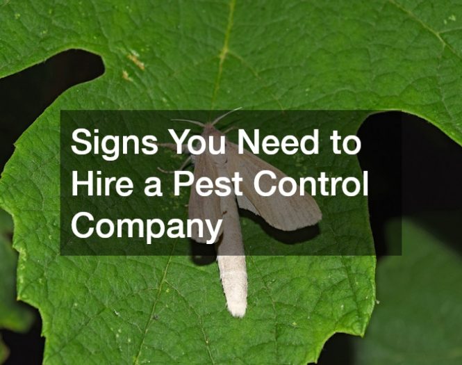 Signs You Need to Hire a Pest Control Company